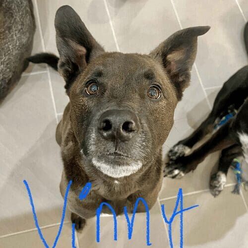 Shepherd mix named Vinny working on behavior modification training at home in Peoria Arizona