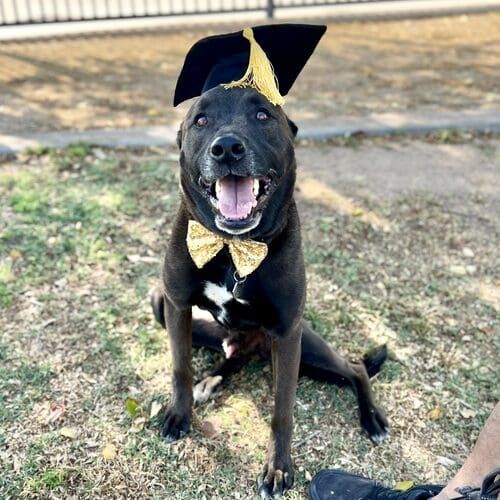 Vinny the black Shepherd mix is all smiles after graduating from FurBabies & Friends group dog training class in Glendale, AZ.
