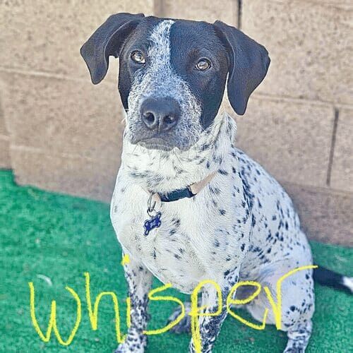 Cattle dog named Whisper receiving overnight in-home pet sitting care in Glendale Arizona