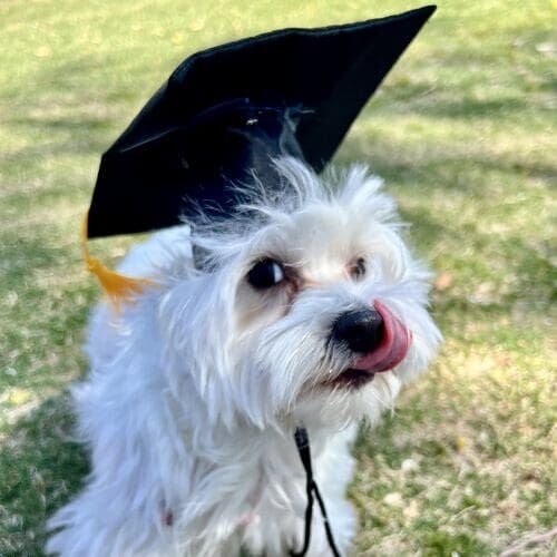Willow the Maltese licks her lips during her beginner obedience graduation photoshoot with FurBabies & Friends in Glendale, AZ.