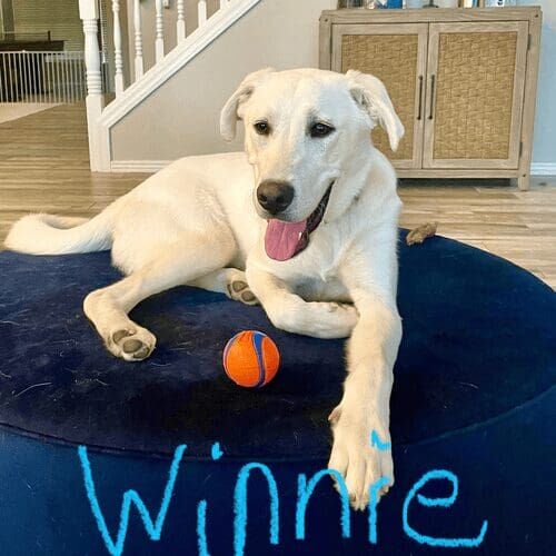 Newly rescued lab Winnie needed some leash walk training and manners while out walking in Arrowhead Ranch, AZ.