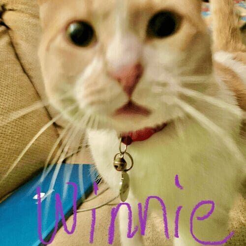 Cat named Winnie resting comfortably during a pet sitting visit in Glendale Arizona