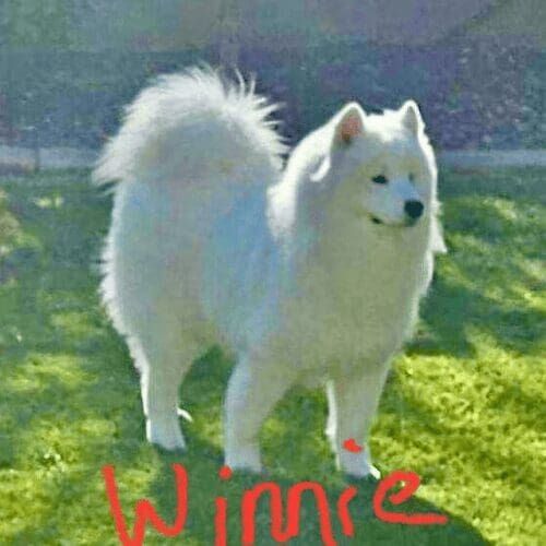 Samoyed named Winnie receiving in-home pet sitting visits in Glendale Arizona