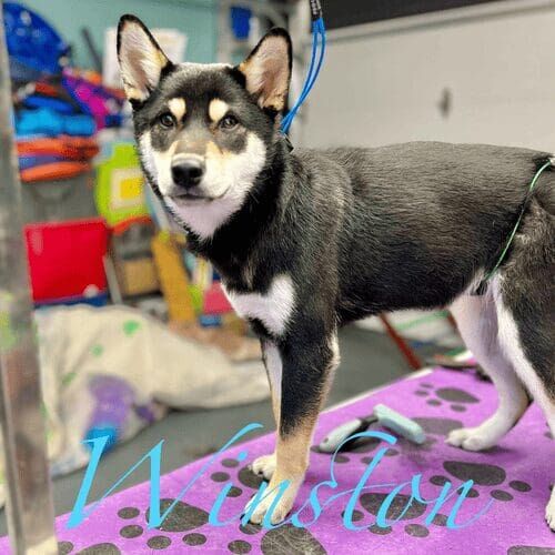 Winston Shiba Inu Positive Puppy Grooming Introduction Glendale Az