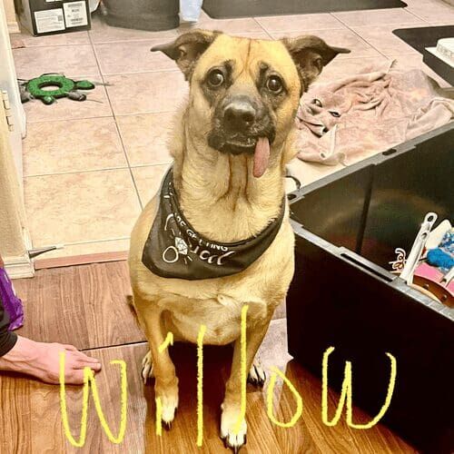 Rescued dog named Willow receiving in-home pet care in Phoenix Arizona