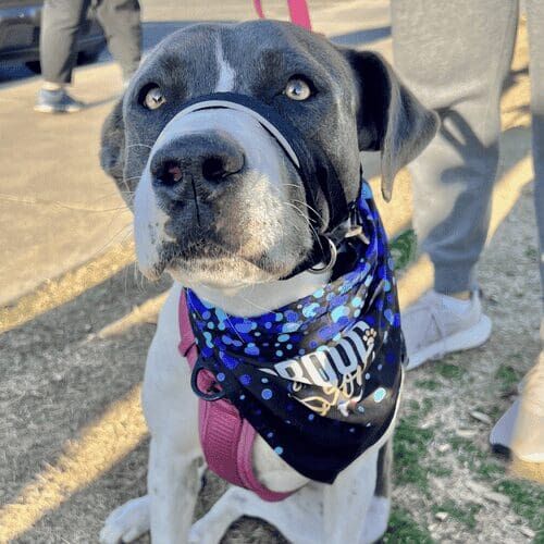 Xena the grey pitbull graduated from FurBabies & Friends dog obedience training Class in Glendale, AZ.