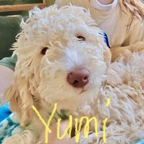Labradoodle puppy named Yumi practicing positive reinforcement training during a session in Glendale Arizona