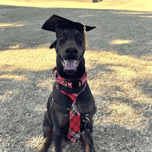 Zakiya the Doberman excelled and proudly graduated from FurBabies & Friends Intermediate obedience dog training group class in Glendale, AZ.