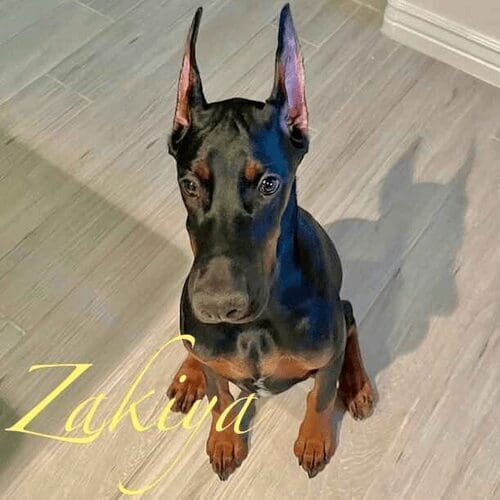 Doberman puppy named Zakiya participating in a group obedience training class in Glendale Arizona