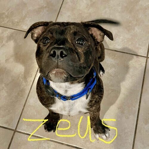 Brindled Staffordshire terrier, Zeus, aced all of the topics during his positive reinforcement in-home puppy training in Glendale, AZ.