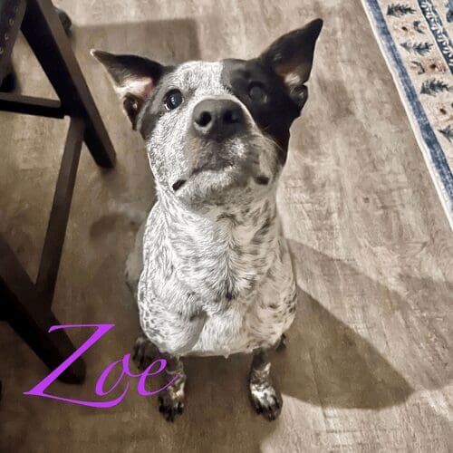 Cattle dog named Zoe receiving drop-in pet sitting visits in Peoria Arizona