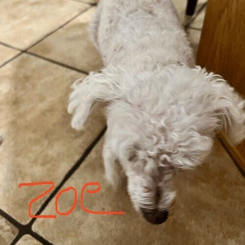 Senior toy poodle named Zoe receiving midday potty break visits in Glendale Arizona