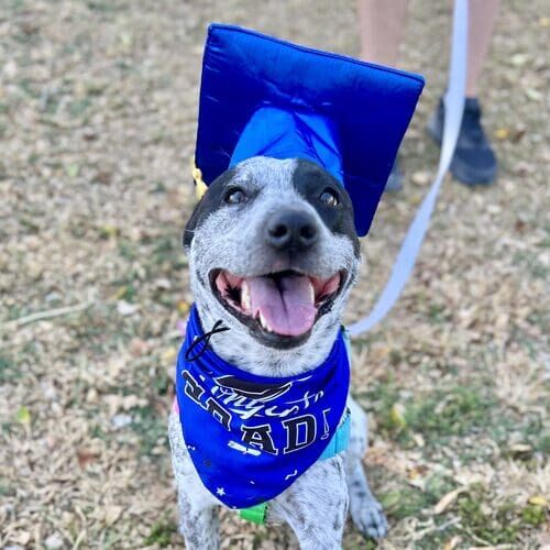 Zoey the cattle dog is all smiles after graduating from FurBabies & Friends group dog training class in Glendale, AZ.