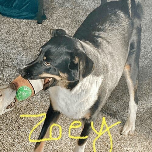 Mixed breed dog named Zoey receiving in-home pet care in Glendale Arizona