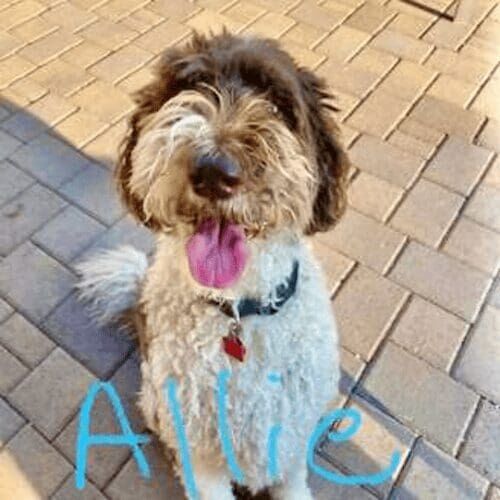 Allie the Aussiedoodle would get overly excited and reactive when other people or dogs passed by and needed leash walking and reactivity training help in Glendale, AZ.