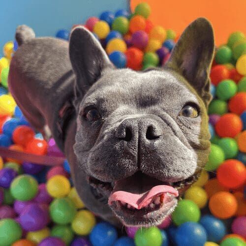 Annie the grey French Bulldog enjoys the ball pit during a group training class with FurBabies & Friends in Glendale, AZ.