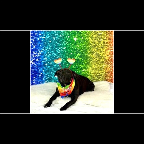 Dog wearing pride headband during pride dog photoshoot