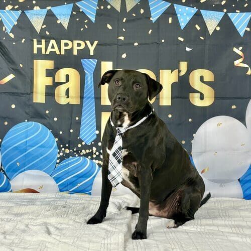 Dog wearing tie during Father’s Day photoshoot