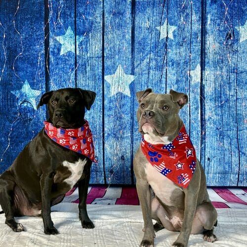 Dog participating in seasonal pet photoshoot in Glendale Arizona