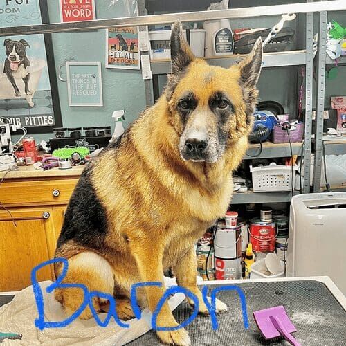 German Shepherd named Baron receiving a deshedding grooming service in Glendale Arizona.