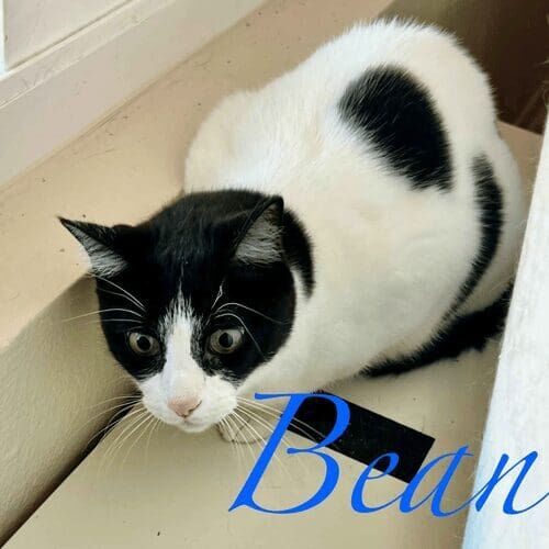 Black and white cat named Bean receiving in-home care during a pet sitting visit in Glendale Arizona