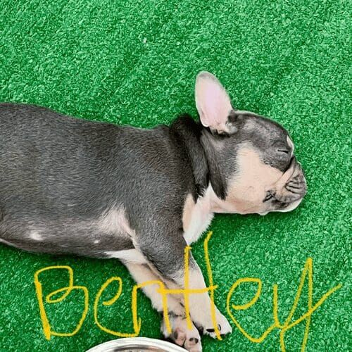 French bulldog puppy named Bentley was exhausted after a puppy training n Glendale Arizona