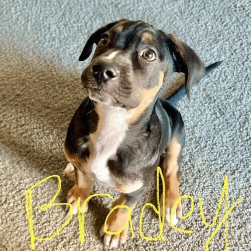 Rescue puppy named Broady learning puppy training skills during an in-home session in Phoenix Arizona