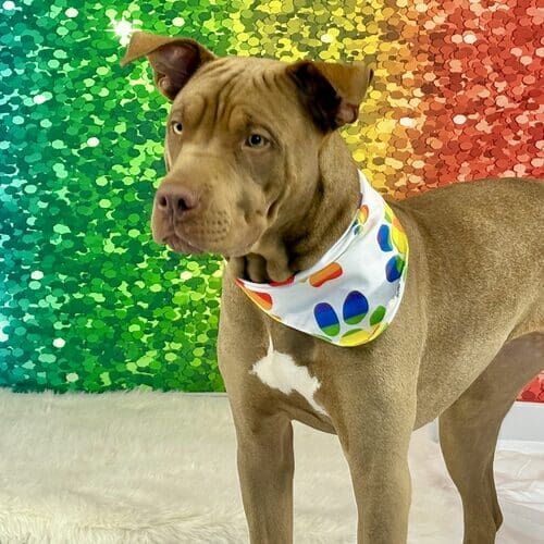Dog posing during holiday themed pet photography session