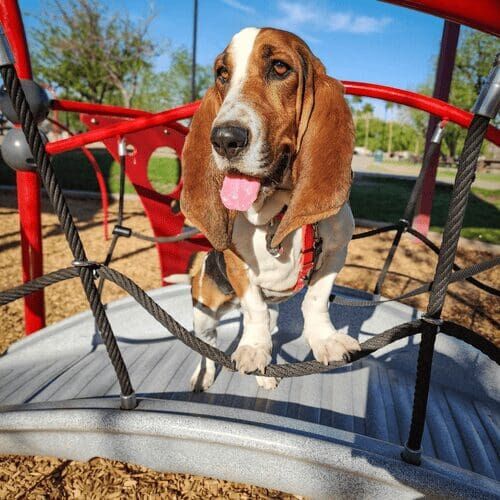 Coco the Basset Hound sits on a playground bridge during a group dog training class with Furbabies & Friends in Glendale, AZ.