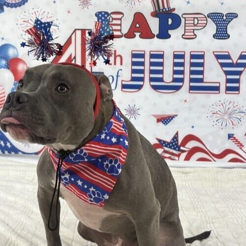 Dog posing for holiday pet photoshoot with themed props