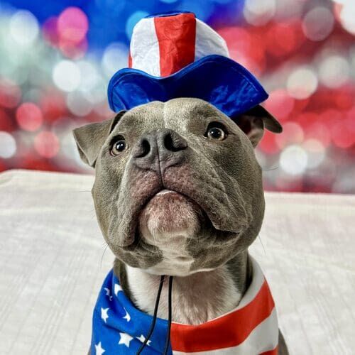 Dog wearing Uncle Sam hat during 4th of July dog photoshoot