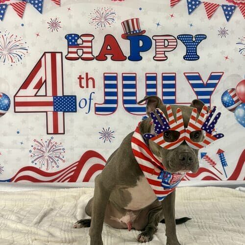 Professional dog photography capturing personality and holiday moments