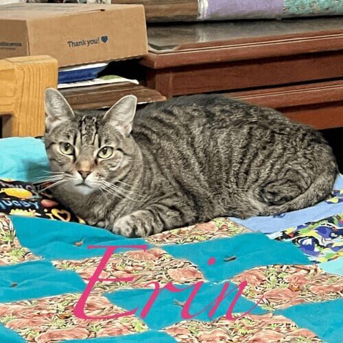 Cat named Erin resting indoors during a pet sitting visit in Peoria Arizona