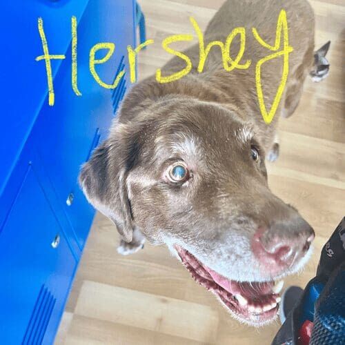 Senior chocolate lab named Hershey receiving in-home pet care in Phoenix Arizona