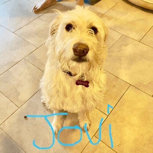 Labradoodle puppy named Jovi practicing basic obedience skills during an in-home session in Peoria Arizona