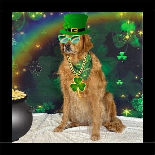 Dog wearing St Patrick’s Day costume during themed photoshoot