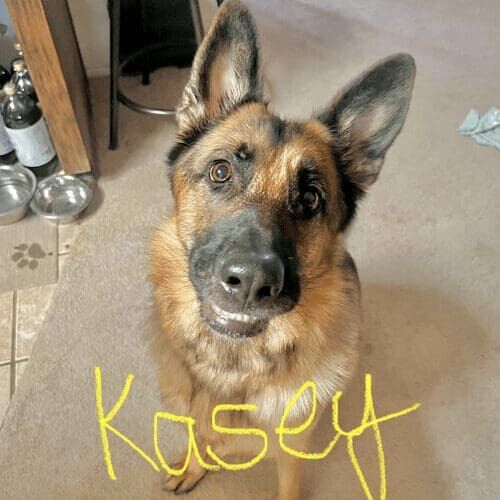 German shepherd named Kasey working on leash reactivity training using structured positive reinforcement in Glendale Arizona