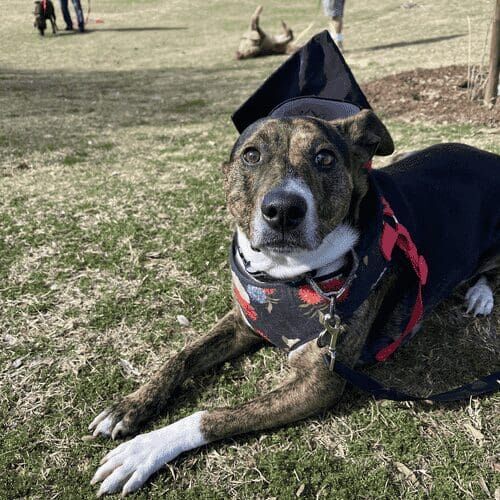Lila the brindle pitbull poses for her beginner dog obedience class graduation celebration with FurBabies & Friends in Glendale, AZ.