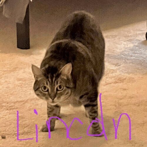 Cat named Lincoln receiving in-home care during a pet sitting visit in Glendale Arizona