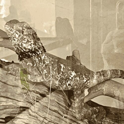 Lizard during a pet sitting visit in Phoenix Arizona