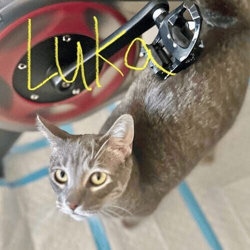 Cat named Luka relaxing during a pet sitting visit in Peoria Arizona