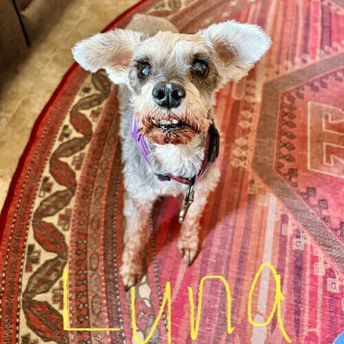Senior small dog named Luna receiving in-home pet care in Glendale Arizona
