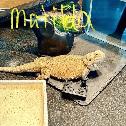 Bearded dragon named Matilda during a pet sitting visit in Phoenix Arizona