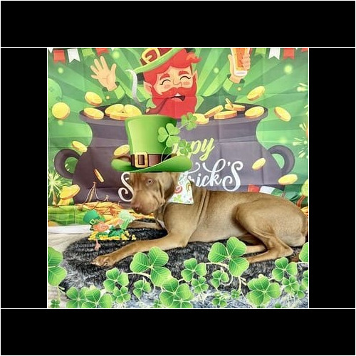 Dog wearing St Patrick’s Day costume during themed photoshoot
