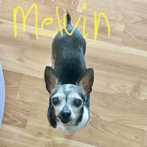Senior Chihuahua named Melvin receiving in-home pet care in Phoenix Arizona