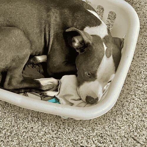 Grey pitbull puppy named Minnie resting comfortably in a laundry basket during foster care