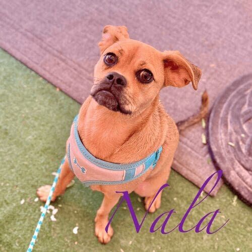 Nala the puggle looks forward to her nail trim service every 6 weeks in Glendale, AZ