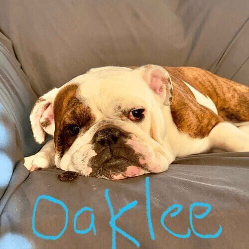 Bulldog puppy, Oaklee, was a typical bulldog but did learn some useful puppy skills during his in home training in Glendale, AZ.