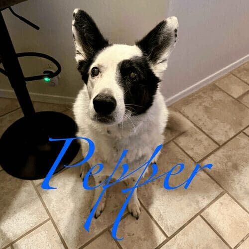 Rescue dog named Reegan receiving pet sitting care in Peoria Arizona