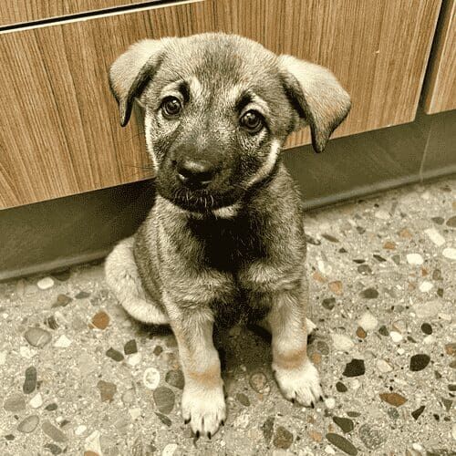 Shepherd mix puppy named Salty looking up inquisitively during foster care in a home environment